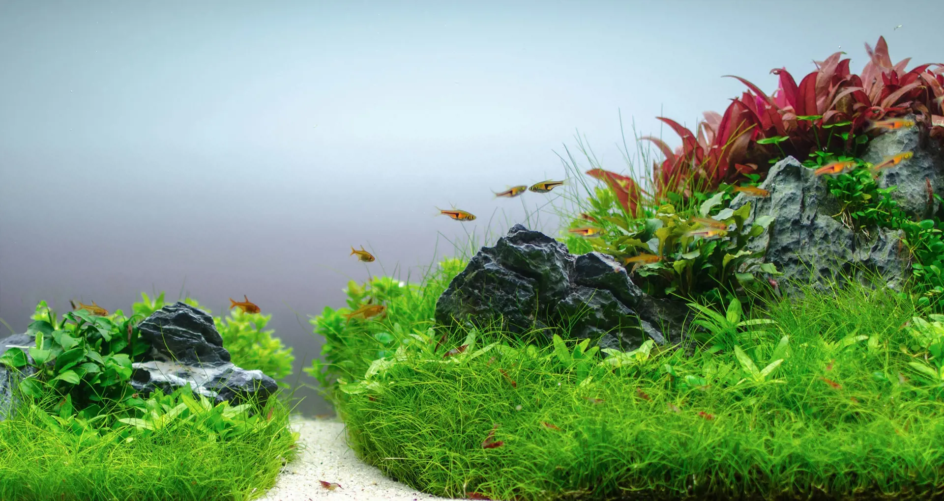 Tropica Header Tropica Header
